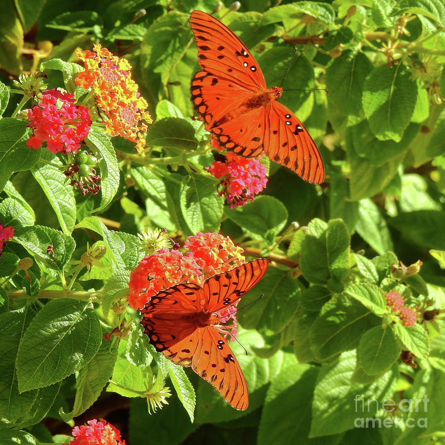 Orange Butterflies Photograph by Scott Cameron