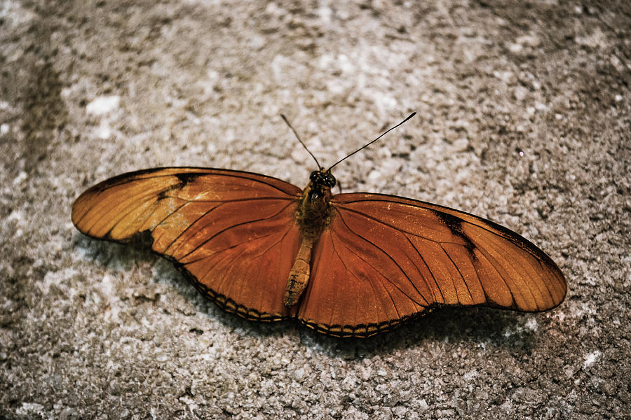 Orange Butterfly by Brad Thornton Orange Butterfly by Brad Thornton