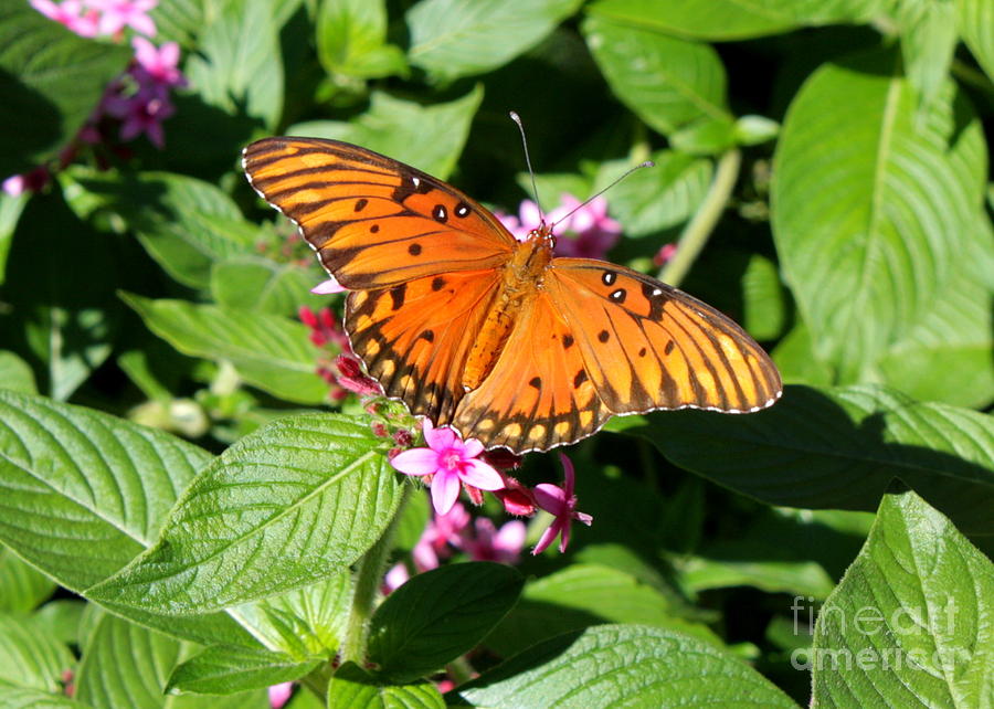 Orange Butterfly Photograph by Carol Groenen