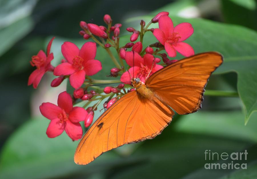 Orange Butterfly Painting by Daniel Shearer