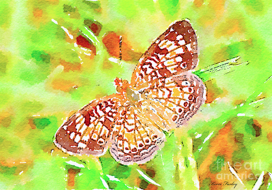 Orange Butterfly - Digital Watercolor Photograph by Kerri Farley