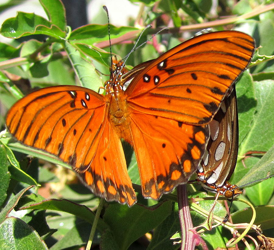 Orange Butterfly II Photograph by Radical Reconstruction Fine Art ...