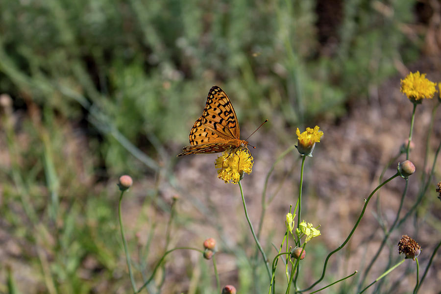 Orange Butterfly Photograph by K Bradley Washburn