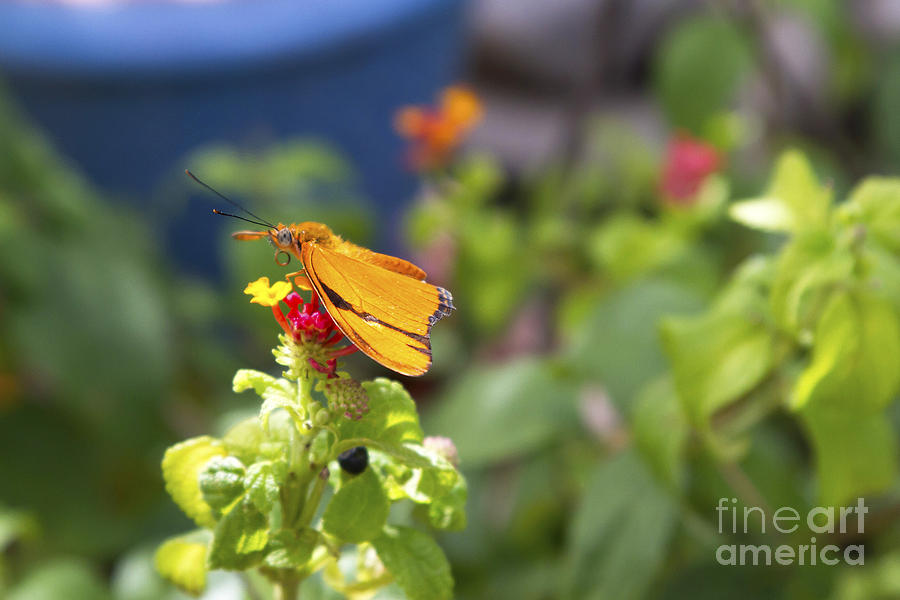 Orange butterfly  Photograph by Karen Foley