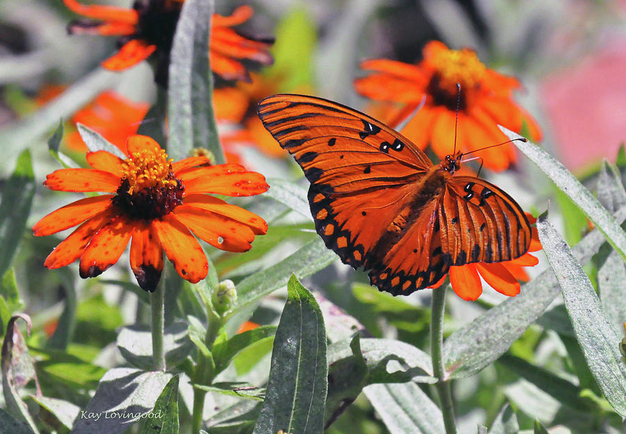Orange Butterfly Photograph by Kay Lovingood
