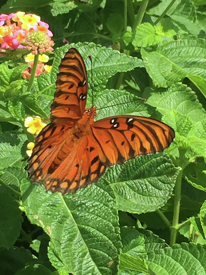 Orange Butterfly   Photograph by Matthew Seufer