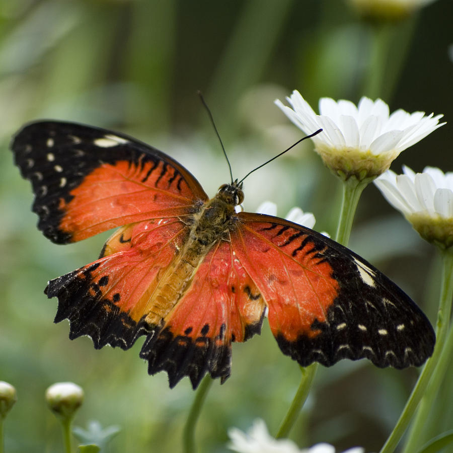 Butterfly Photograph - Orange Butterfly on a Daisy by Pixie Copley