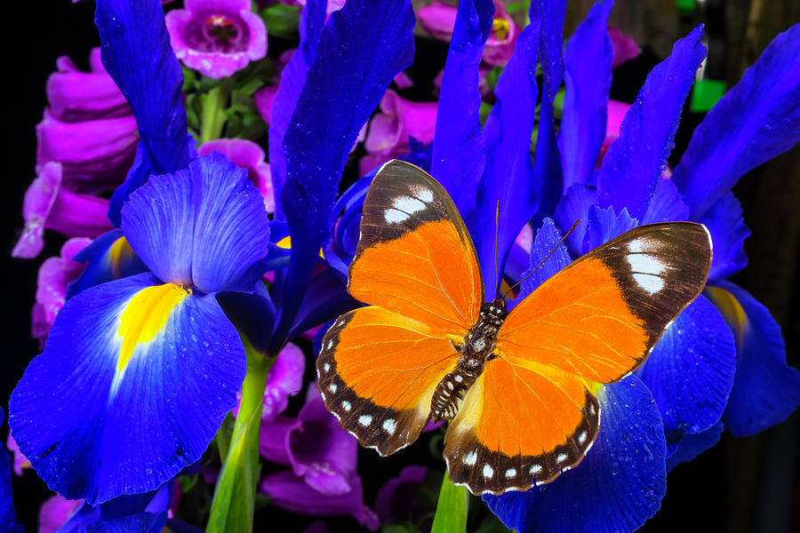 Orange Butterfly On Blue Iris Photograph by Garry Gay