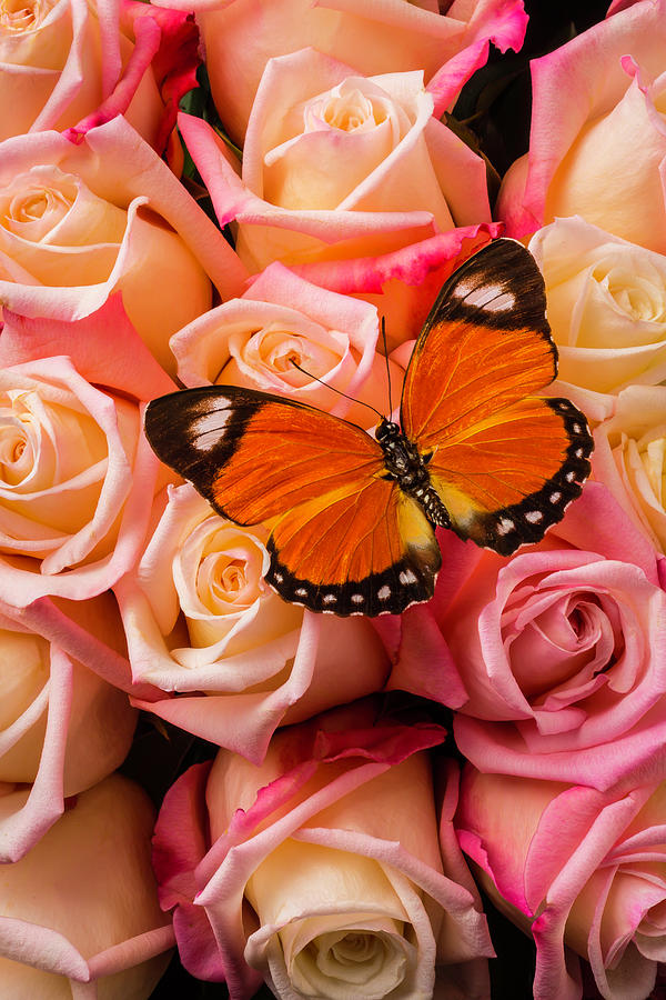 Orange Butterfly On Pink Roses Photograph by Garry Gay