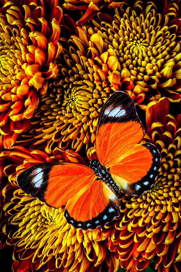 Still Life Photograph - Orange Butterfly On Spider Mums by Garry Gay