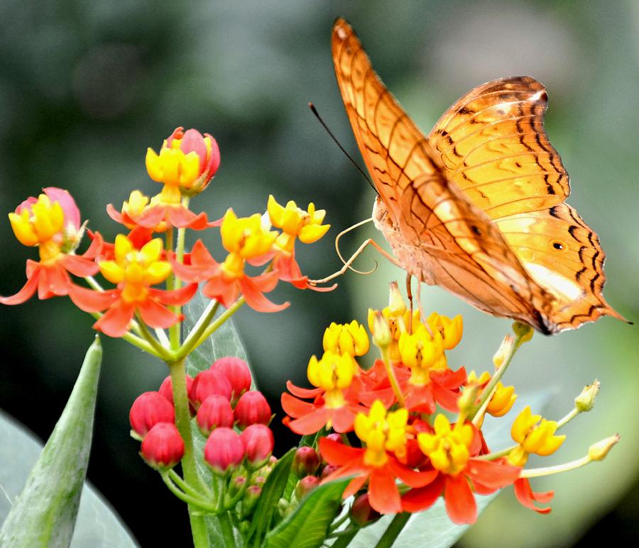 Orange Butterfly on Summer Flowers Photograph by Amy McDaniel
