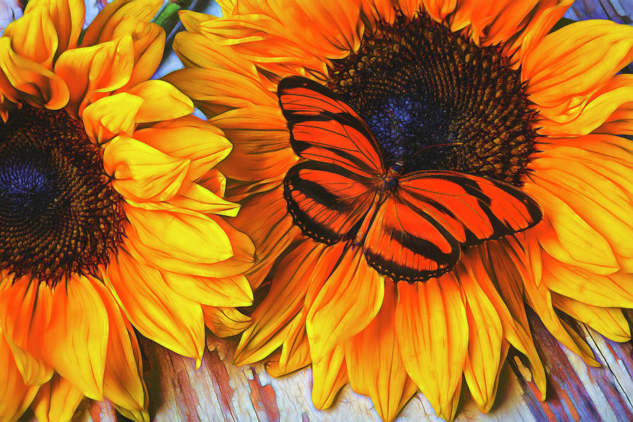 Sunflower Photograph - Orange Butterfly On Sunslower by Garry Gay