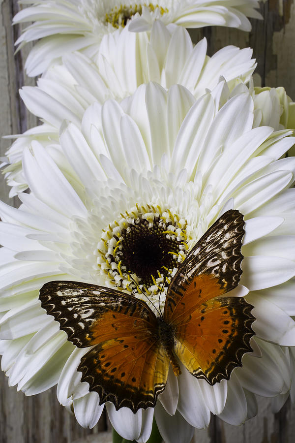 Daisy Photograph - Orange Butterfly On White Daisy by Garry Gay