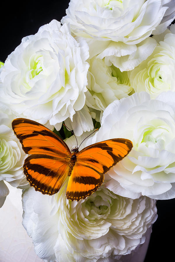 Orange Butterfly On White Ranunculus Photograph by Garry Gay
