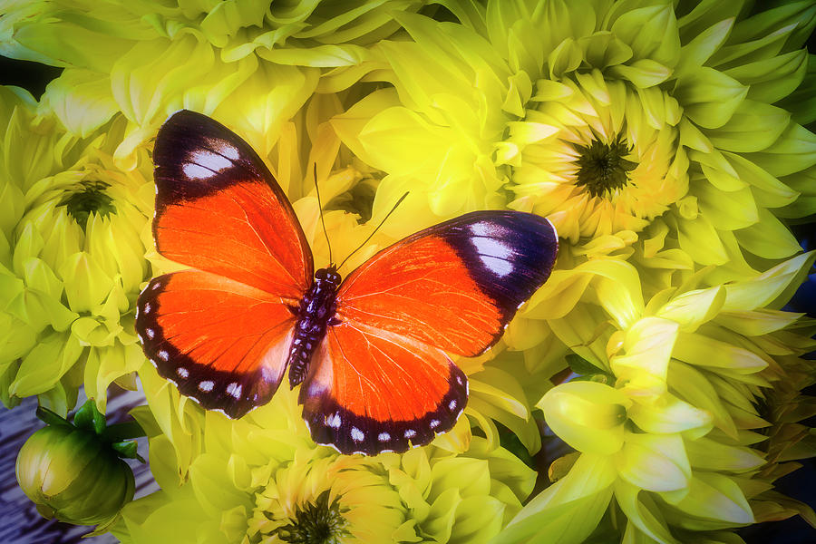 Orange Butterfly On Yellow Dahlias Photograph by Garry Gay