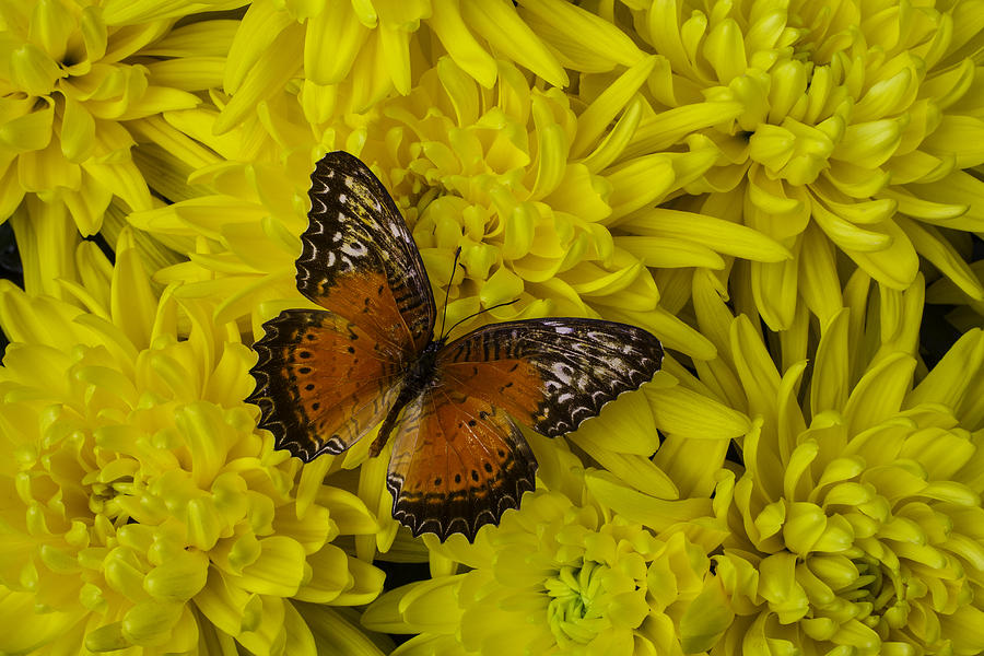 Still Life Photograph - Orange Butterfly On Yellow Mums by Garry Gay