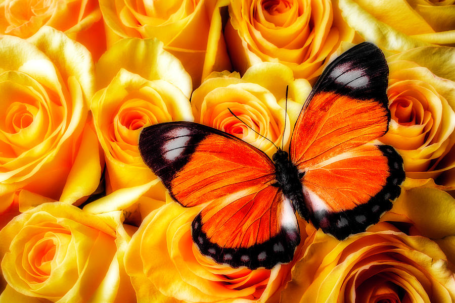 Orange Butterfly On Yellow Roses Photograph by Garry Gay