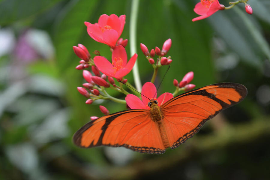 Orange Butterfly Photograph by FineArtRoyal Joshua Mimbs