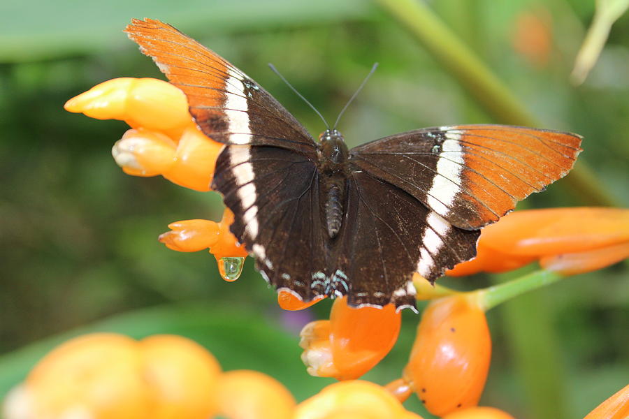 Butterfly Photograph - Orange Butterfly by Samantha Delory