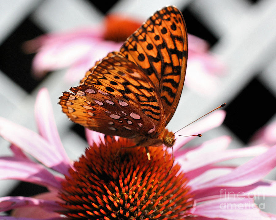 Orange Butterfly Photograph by Smilin Eyes Treasures