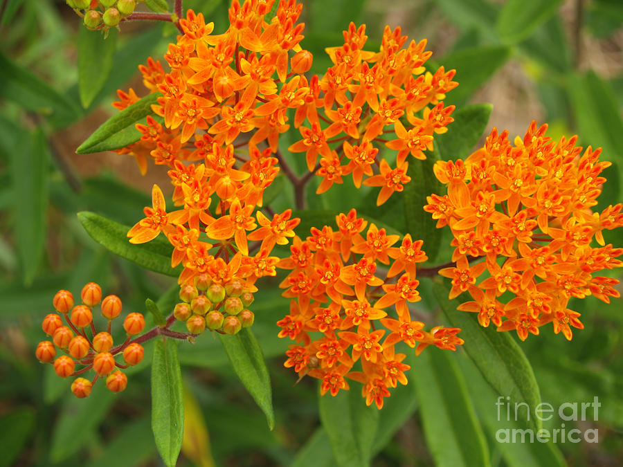 Orange Butterfly Weed from Above Photograph by Anna Lisa Yoder