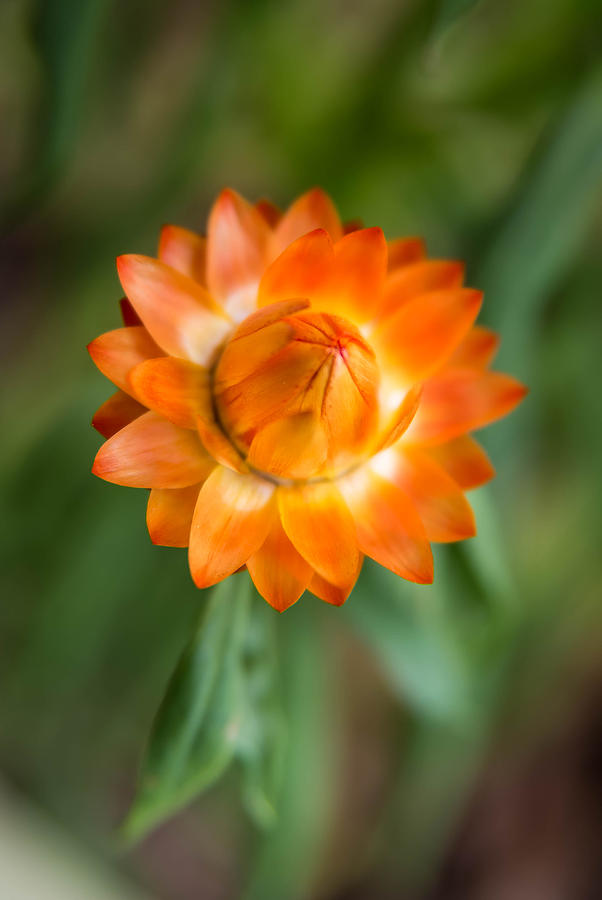 Spring Photograph - Orange Button by Teresa Blanton