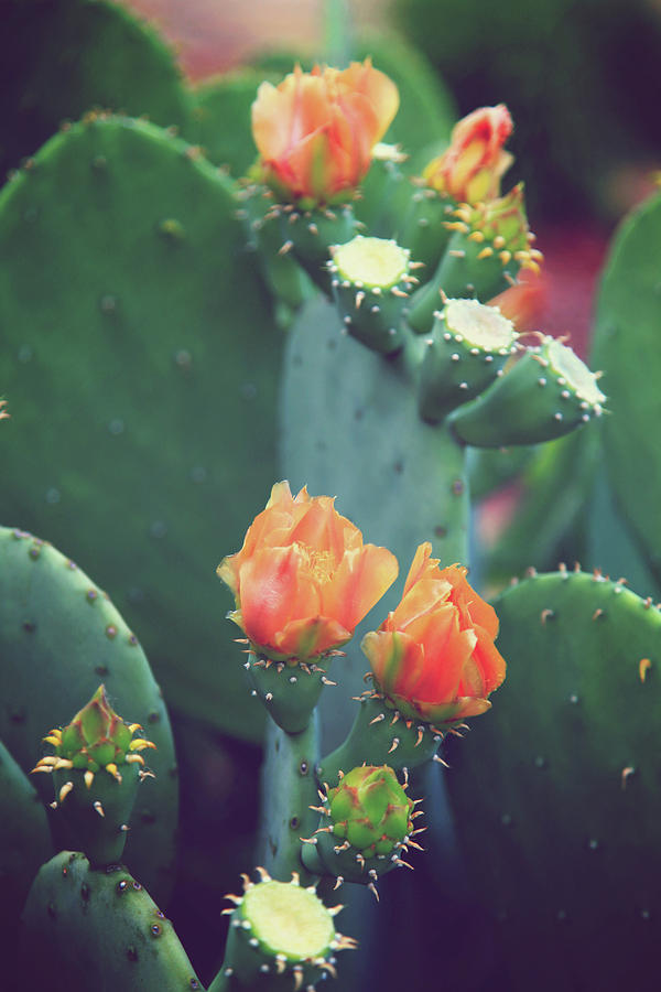 Orange Cactus Bloom Photograph by Toni Hopper