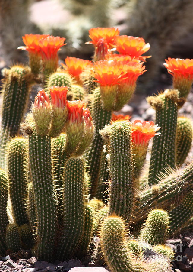 Orange Flowers Photograph - Orange Cactus Blooms by Carol Groenen