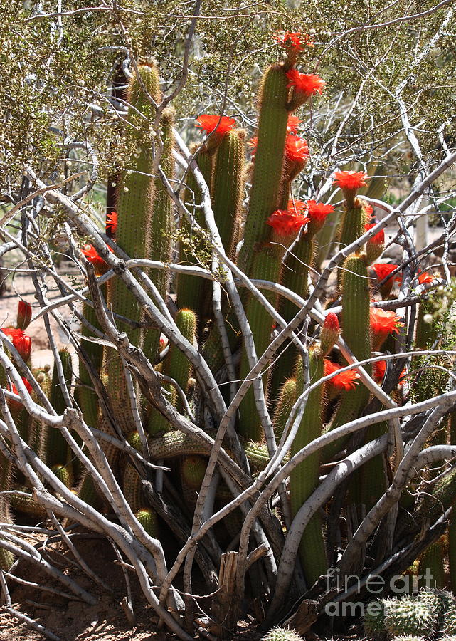 Orange Cactus Blossoms Entangled Photograph by Carol Groenen