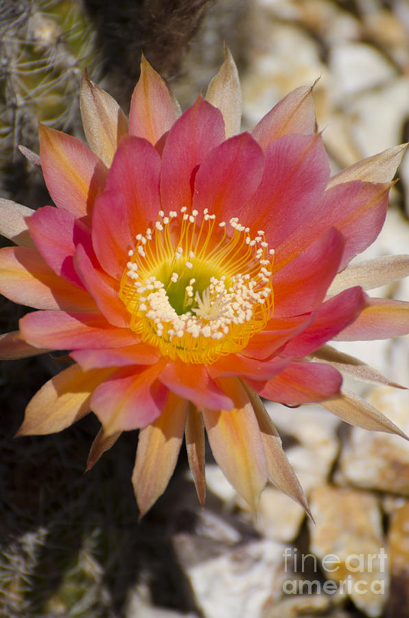 Orange cactus flower Photograph by Jim And Emily Bush
