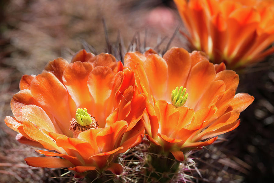 Orange Cactus Flowers Photograph