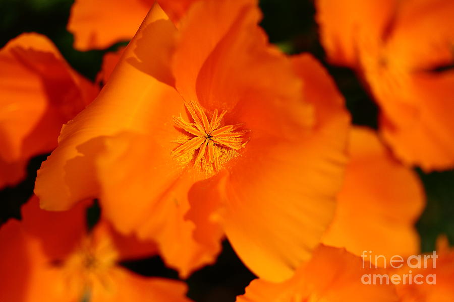 Flower Photograph - Orange California Poppy . 7D14794 by Wingsdomain Art and Photography