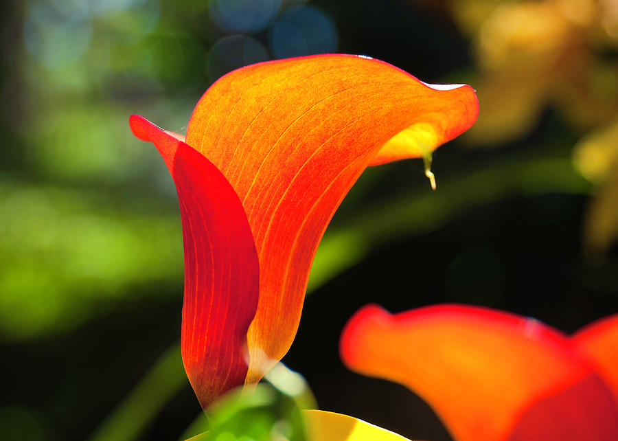 Orange Calla Lily Photograph by Christianna Pierce Pixels