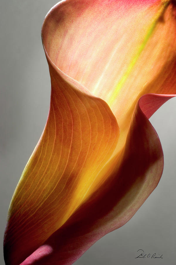 Orange Calla Lily Photograph by Frederic A Reinecke