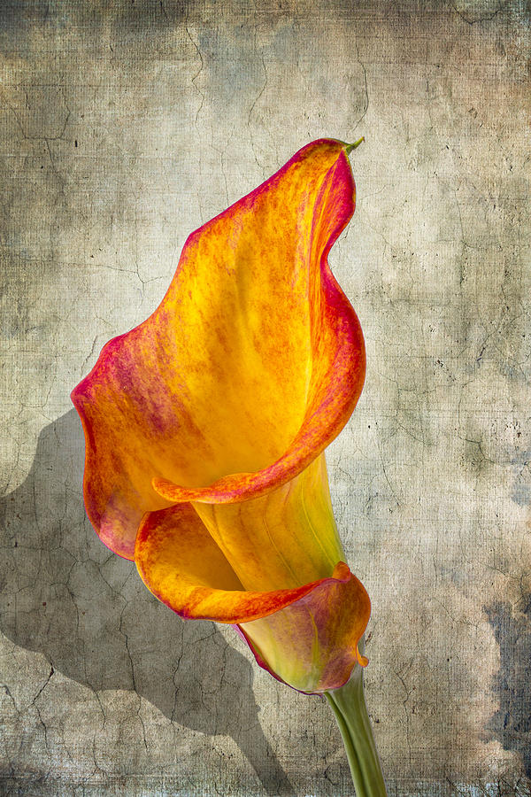 Flower Photograph - Orange Calla lily by Garry Gay