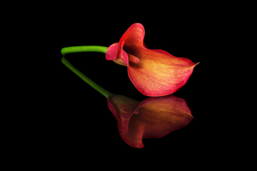 Orange Calla Lily Photograph by Michelle Whitmore