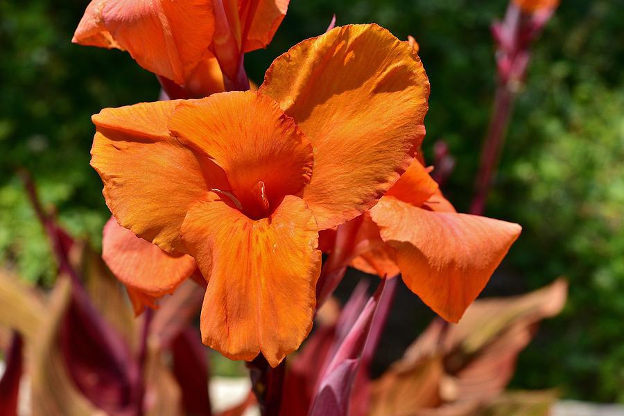 Orange Canna Lily Closeup Photograph by Linda Brody - Fine Art America