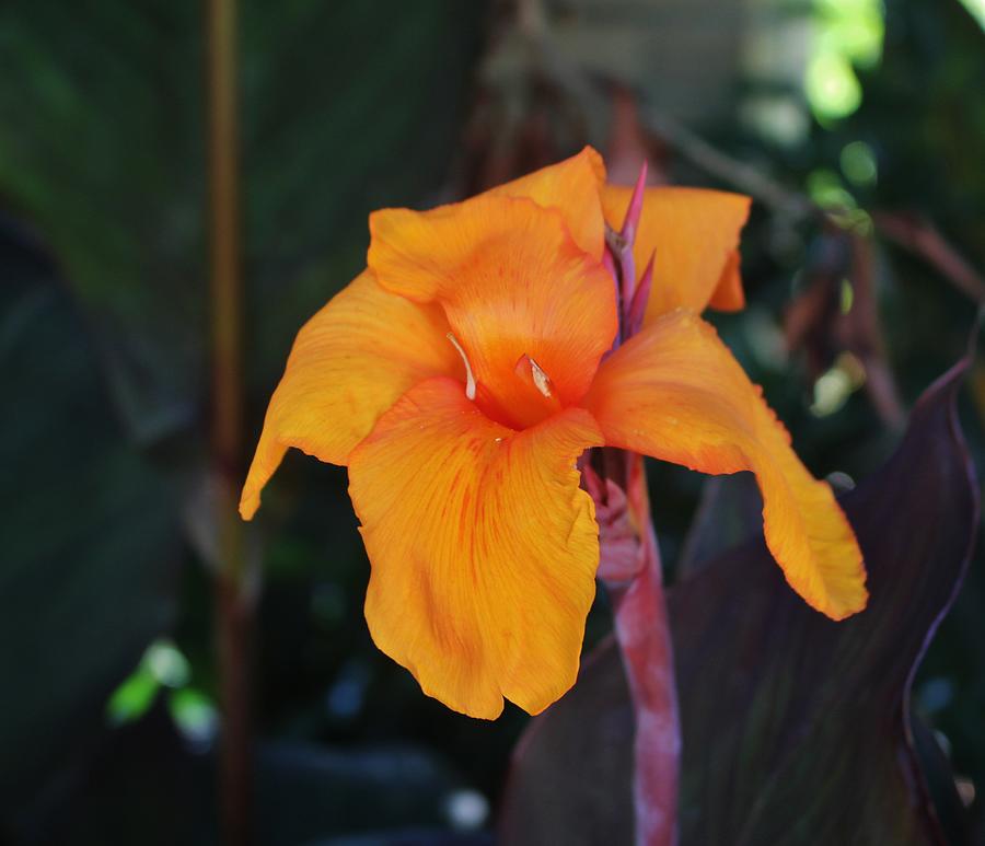 Orange Canna Lily Photograph by Cynthia Guinn