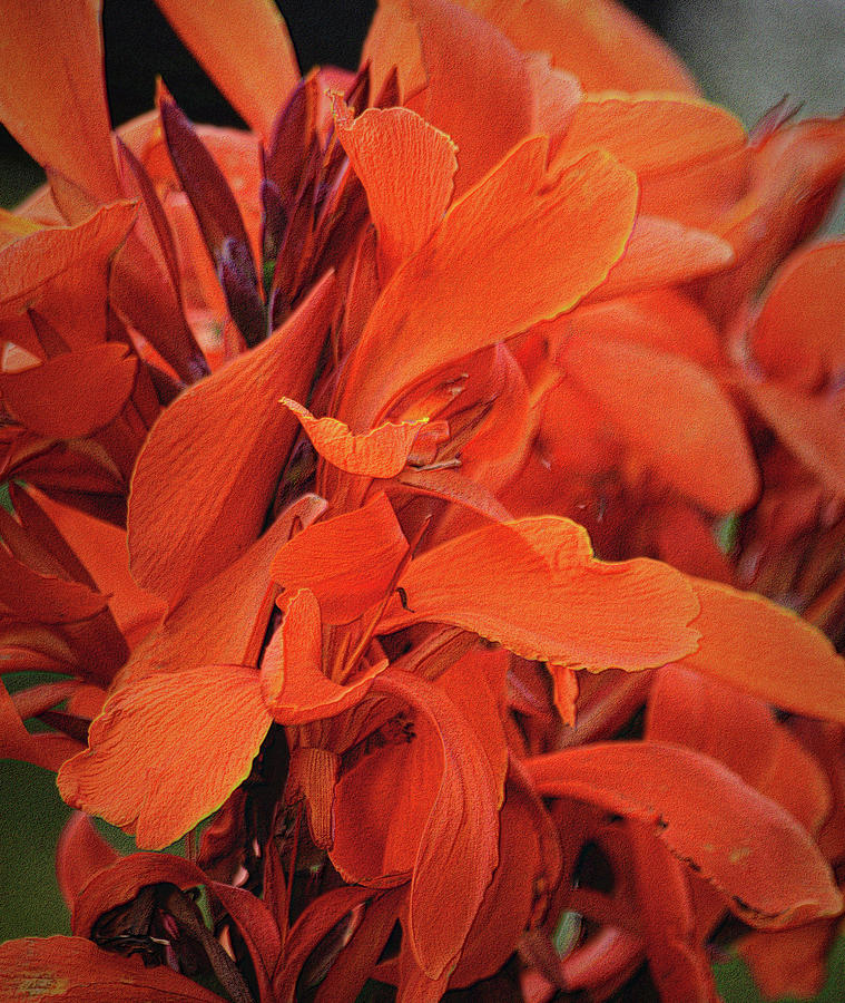Orange Canna Lily Photograph by Nadalyn Larsen