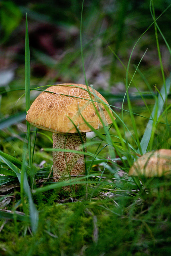 Mushroom Photograph - Orange Cap by Teresa Mucha