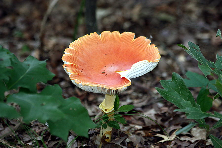 Orange Capped Mushroom Photograph by Sheila Brown