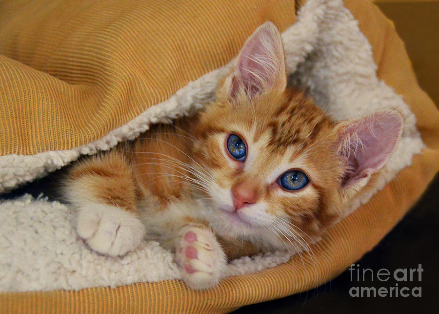 Orange Kitten Tucked Into Bed Photograph by Catherine Sherman