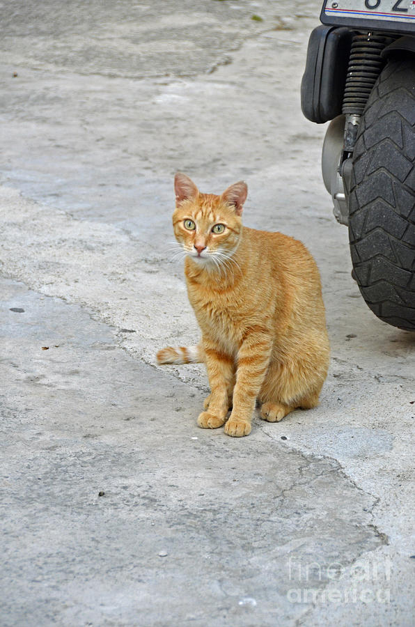 Orange Cat Photograph by Elaine Berger