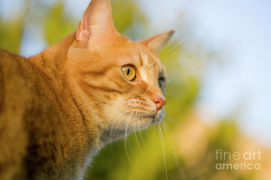 Orange Cat Photograph by Juan Silva
