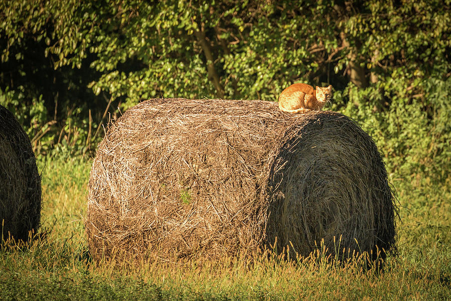 Orange Cat On Bale Photograph