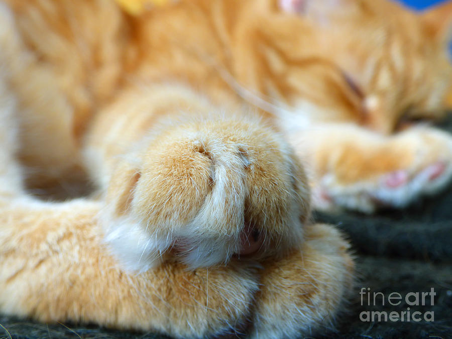 Orange cat paws Photograph by Miroslav Nemecek