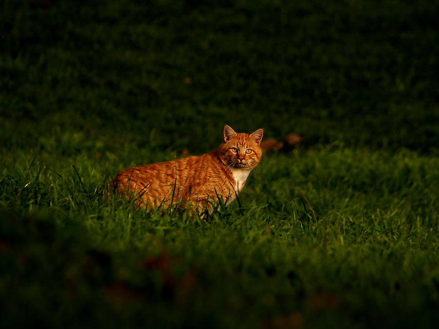 Autumn Cat Photograph