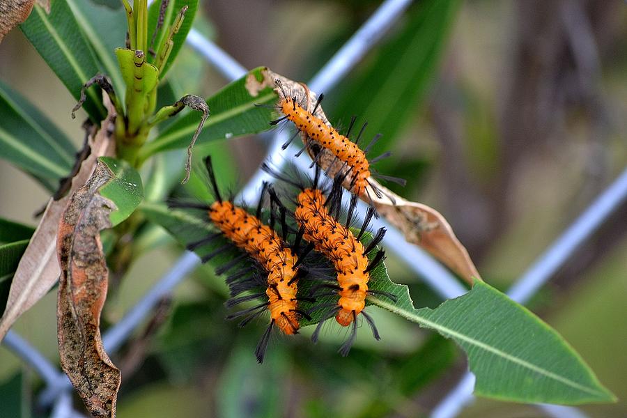 Orange Catepilers Photograph by Katrina Johns - Fine Art America