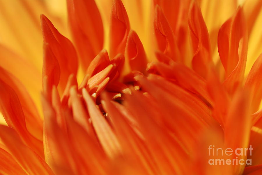Abstract Photograph - Orange by Catherine Lau