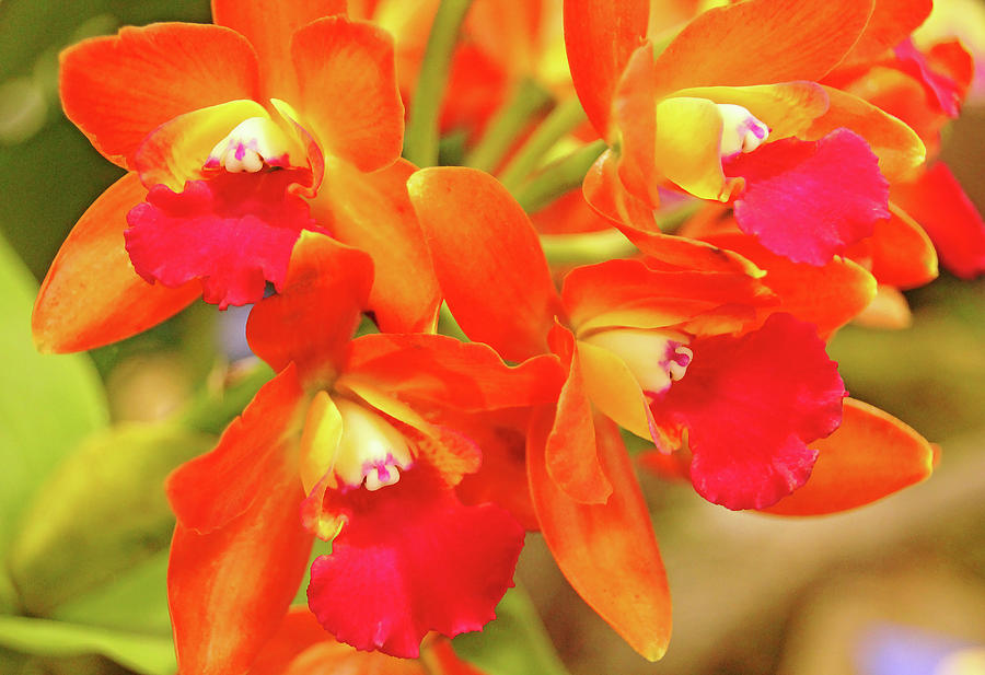 Orange Cattleya Orchid Photograph by Debbie Oppermann